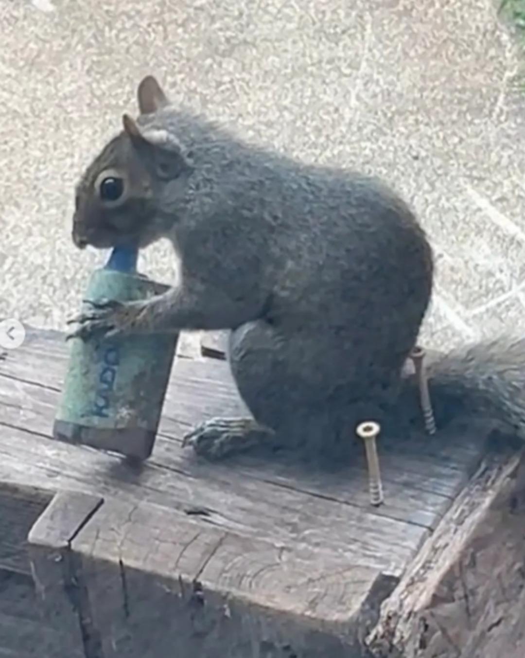 Sigara i&ccedil;en sincaplar sosyal medyayı salladı: Uzmanlar sebebini a&ccedil;ıkladı! 1