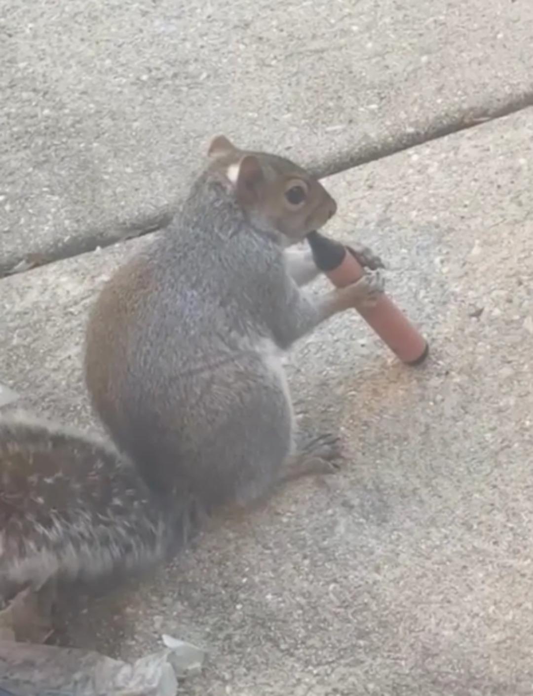 Sigara i&ccedil;en sincaplar sosyal medyayı salladı: Uzmanlar sebebini a&ccedil;ıkladı! 2