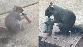 Sigara içen sincaplar sosyal medyayı salladı