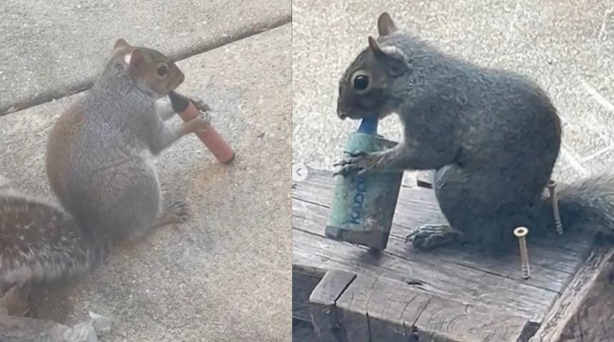 Sigara i&ccedil;en sincaplar sosyal medyayı salladı: Uzmanlar sebebini a&ccedil;ıkladı!