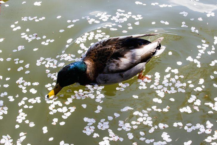  Bu görüntüye kayıtsız kalamadılar! Herkes oraya akın ediyor G4