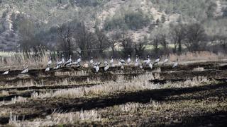 Göç yolundaki turnalar Sinop’taki Cuma Ovası'nda görüntülendi