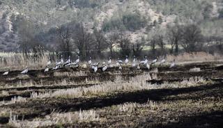 G&ouml;&ccedil; yolundaki turnalar Sinop&rsquo;taki Cuma Ovası'nda g&ouml;r&uuml;nt&uuml;lendi
