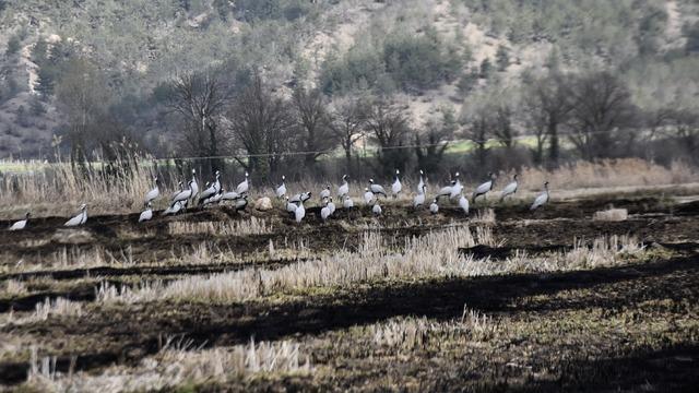 Göç yolundaki turnalar Sinop’taki Cuma Ovası'nda görüntülendi