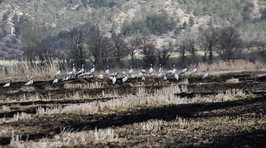 G&ouml;&ccedil; yolundaki turnalar Sinop&rsquo;taki Cuma Ovası'nda g&ouml;r&uuml;nt&uuml;lendi