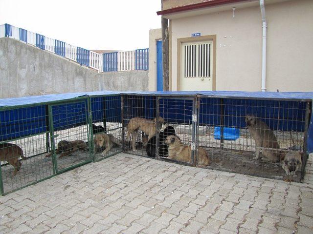 Hisarcık’ta sokak köpekleri kısırlaştırılıyor