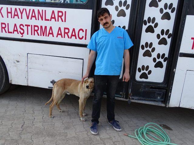 Hisarcık’ta sokak köpekleri kısırlaştırılıyor