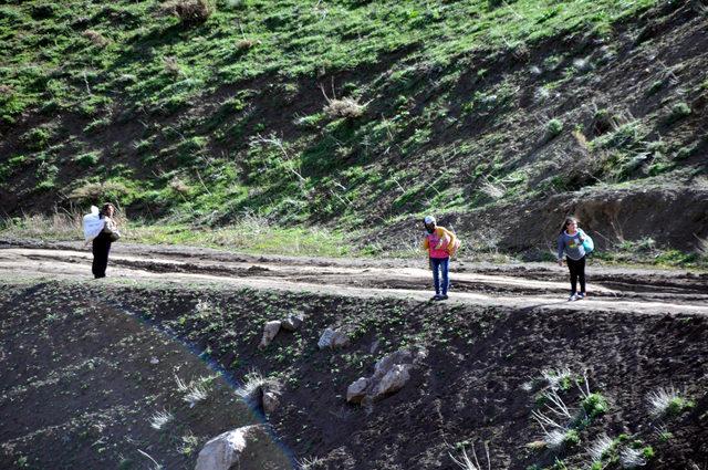 Dağdaki otları toplayıp, yemek ve otlu peynir yapıyorlar 