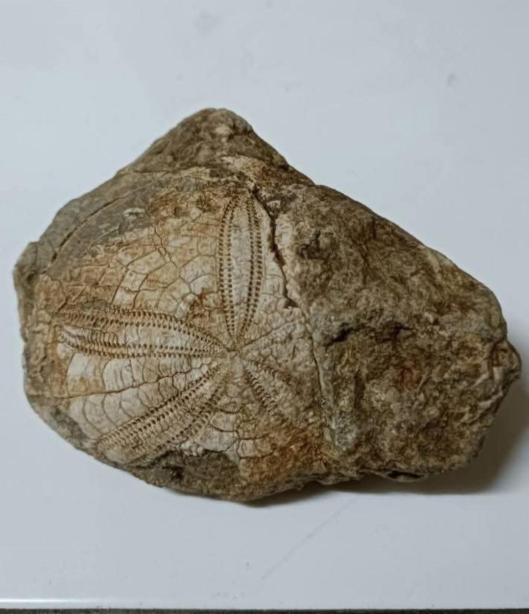 Y&uuml;r&uuml;y&uuml;ş yaparken buldu: Milyonlarca yıllık! Ge&ccedil;mişten &ouml;nemli ipu&ccedil;ları taşıyor 2