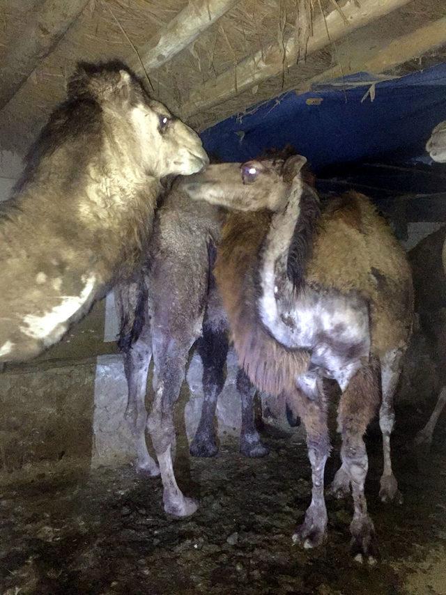Van'da kaçak deve operasyonu