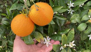 Mersin&rsquo;de doğa tersine d&ouml;nd&uuml;! Portakal ağa&ccedil;larını g&ouml;renler şaştı kaldı
