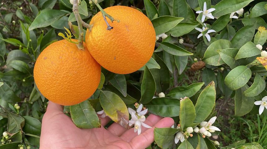 Mersin&rsquo;de doğa tersine d&ouml;nd&uuml;! Portakal ağa&ccedil;larını g&ouml;renler şaştı kaldı