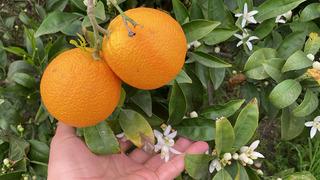 Mersin’de doğa tersine döndü! Portakal ağaçlarını görenler şaştı kaldı