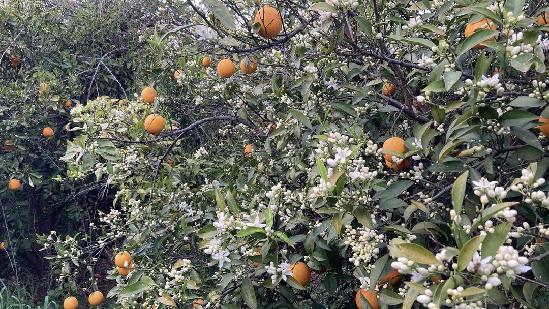 Mersin’de doğa tersine döndü! Portakal ağaçlarını görenler şaştı kaldı 1