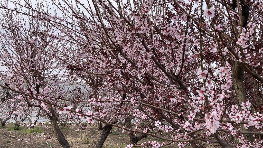 Mersin’de doğa tersine döndü! Portakal ağaçlarını görenler şaştı kaldı 3