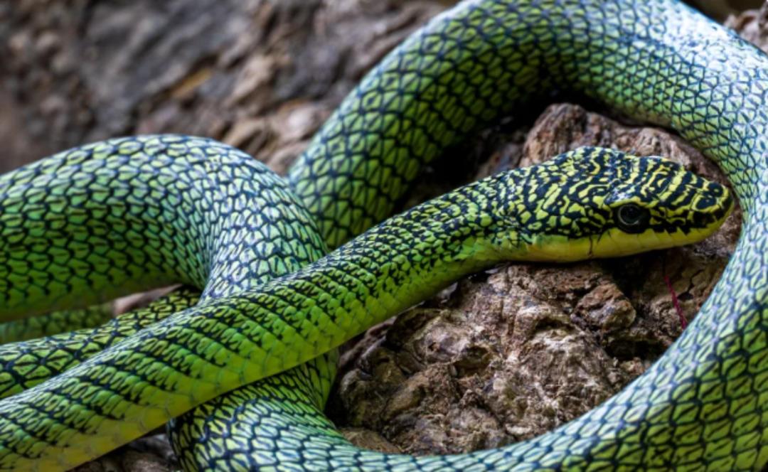 Yer altından s&uuml;rpriz &ccedil;ıktı! Daha &ouml;nce hi&ccedil; g&ouml;r&uuml;lmemiş t&uuml;rler bulundu 1