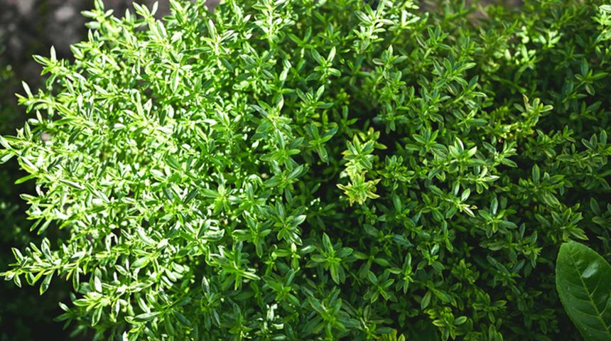 Anadolu&rsquo;nun doğal antibiyotiği! Kokusu dağlardan geliyor, faydaları saymakla bitmiyor