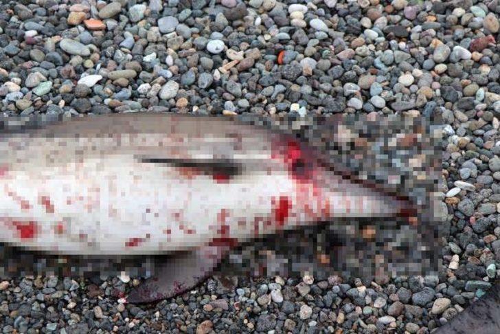  Her gün kanlar içinde birer ikişer sahillere vuruyorlar!  G1