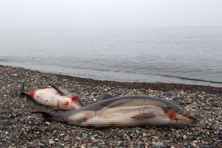  Her gün kanlar içinde birer ikişer sahillere vuruyorlar!  G2