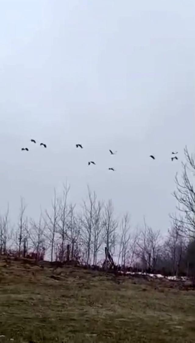 G&ouml;&ccedil; yolculuğundaki leylekler Sakarya&rsquo;da mola verdi 1