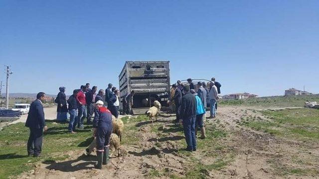 Kaman’da genç çiftçilere küçükbaş hayvan dağıtımı yapıldı