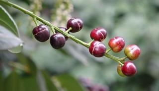 Dalları doldu taştı g&ouml;renler fotoğraf &ccedil;ekti! Laz &uuml;z&uuml;m&uuml; bu yıl erken meyve verdi