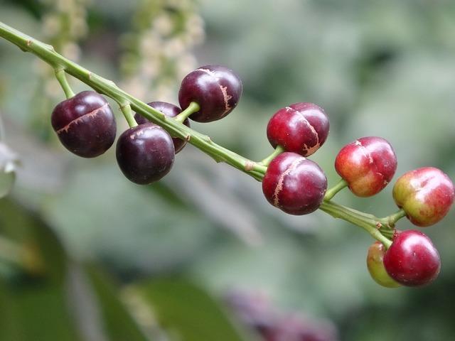 Laz &uuml;z&uuml;m&uuml;: Dalları doldu taştı g&ouml;renler fotoğraf &ccedil;ekti!