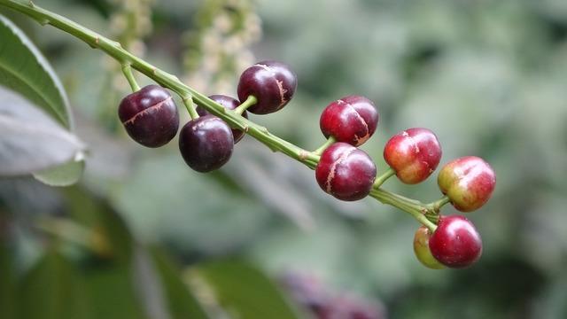 Dalları doldu taştı görenler fotoğraf çekti! Laz üzümü bu yıl erken meyve verdi