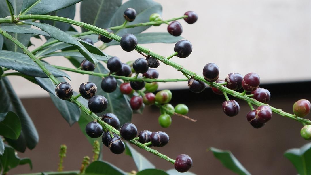 Dalları doldu taştı g&ouml;renler fotoğraf &ccedil;ekti! Laz &uuml;z&uuml;m&uuml; bu yıl erken meyve verdi 1