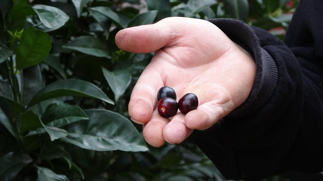 Dalları doldu taştı g&ouml;renler fotoğraf &ccedil;ekti! Laz &uuml;z&uuml;m&uuml; bu yıl erken meyve verdi 3