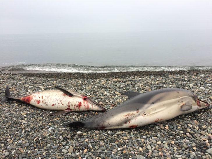 Her gün birer ikişer sahillere vuruyorlar  G1