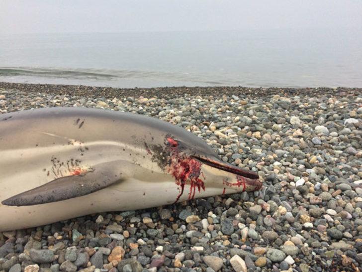 Her gün birer ikişer sahillere vuruyorlar  G2