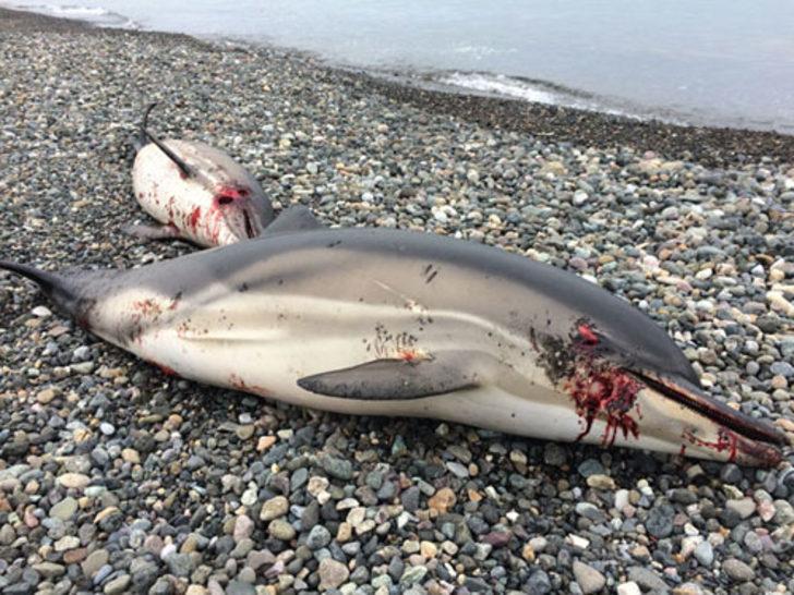 Her gün birer ikişer sahillere vuruyorlar  G3