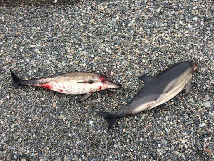 Her gün birer ikişer sahillere vuruyorlar  G4