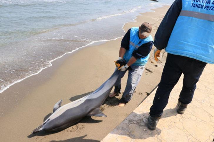 Her gün birer ikişer sahillere vuruyorlar  G5