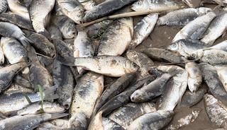 Diyarbakır'da aşırı yağışlar sonrası suyun geri &ccedil;ekilmesiyle balıklar telef oldu