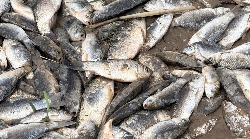 Diyarbakır'da aşırı yağışlar sonrası suyun geri &ccedil;ekilmesiyle balıklar telef oldu