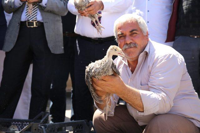 Mardin’de çiftçilere hindi dağıtıldı