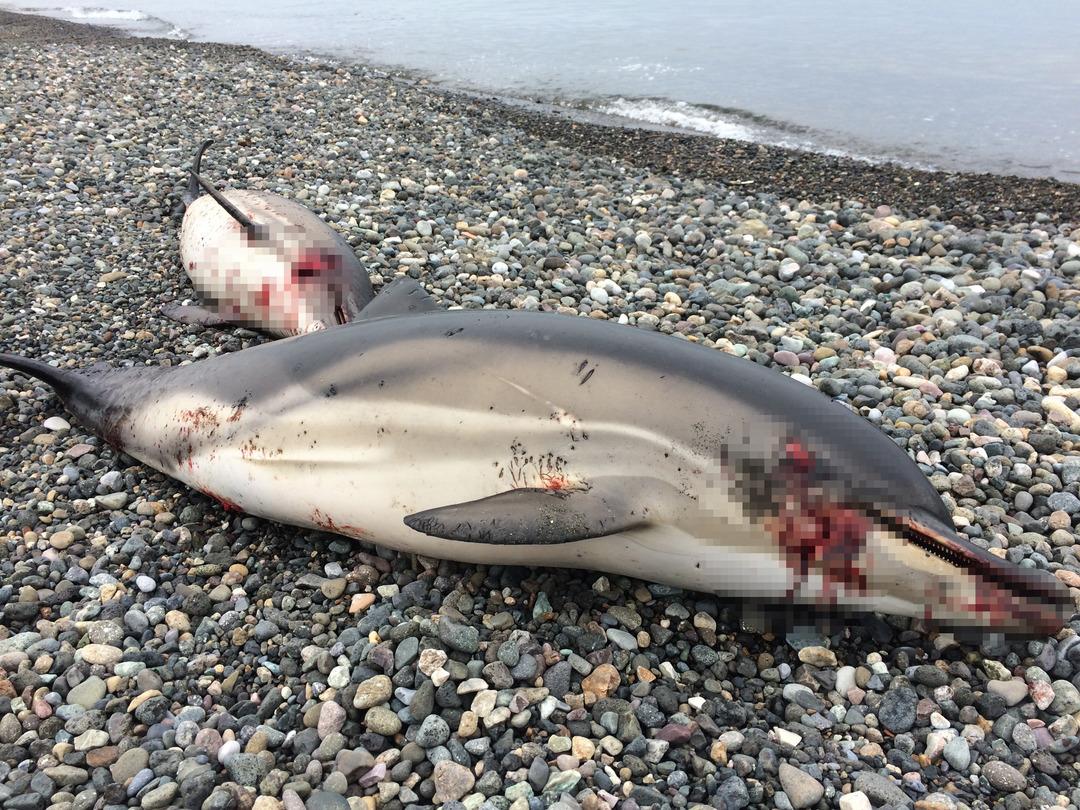  Her g&uuml;n kanlar i&ccedil;inde birer ikişer sahillere vuruyorlar! 