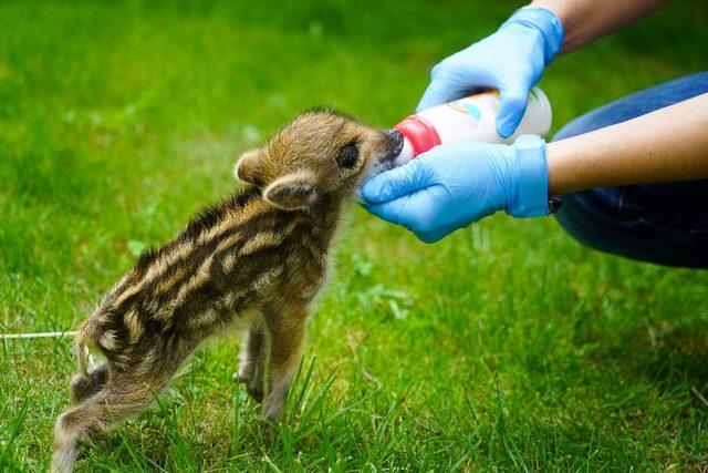 Domuz yavrusu "Dom dom" Uludağ&rsquo;da bulundu, biberonla beslendi 1
