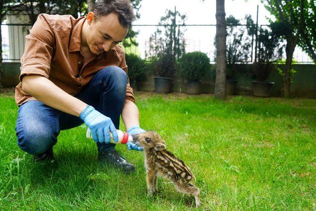 Domuz yavrusu "Dom dom" Uludağ&rsquo;da bulundu, biberonla beslendi 2