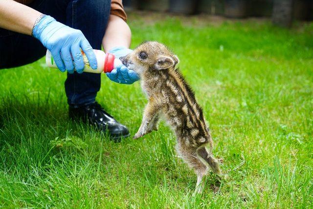 Domuz yavrusu "Dom dom" Uludağ&rsquo;da bulundu, biberonla beslendi 3