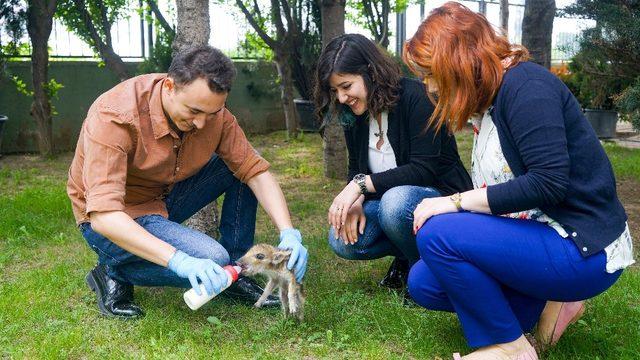 Domuz yavrusu Dom dom Uludağ’da bulundu, biberonla beslendi