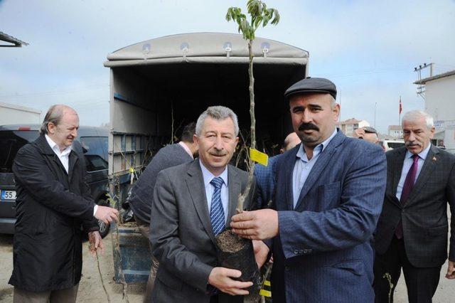 Büyükşehirden çiftçiye bin ceviz fidanı desteği