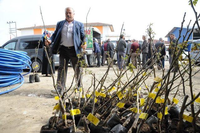 Büyükşehirden çiftçiye bin ceviz fidanı desteği