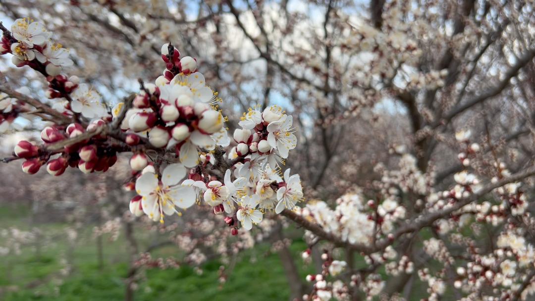 D&uuml;nyanın kayısı başkenti: Ge&ccedil;en yıl zirai dondan etkilenmişti!  5