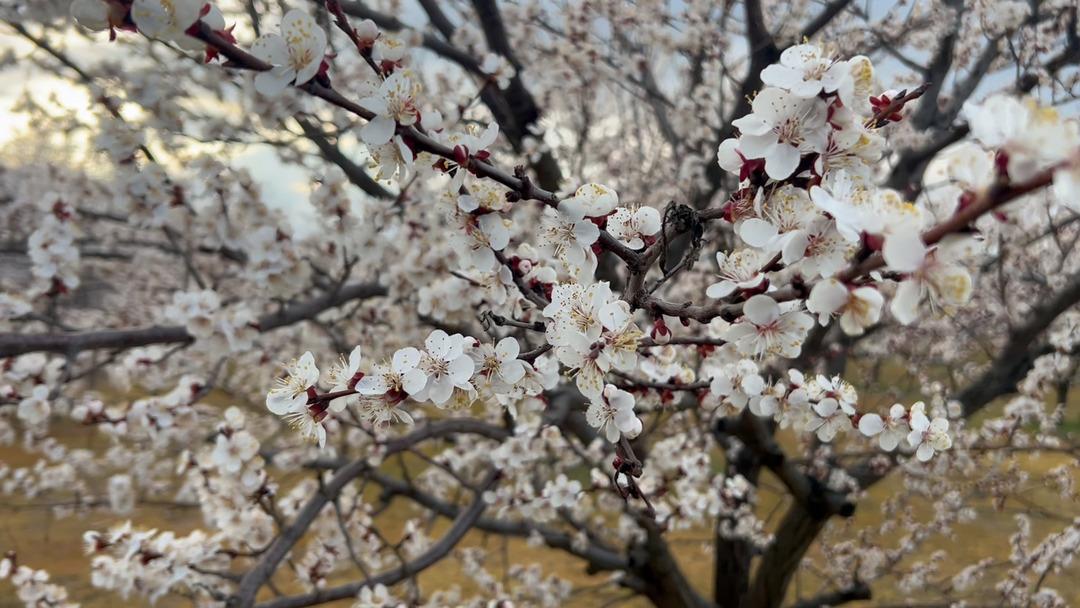 D&uuml;nyanın kayısı başkenti: Ge&ccedil;en yıl zirai dondan etkilenmişti!  4