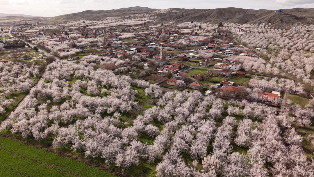 D&uuml;nyanın kayısı başkenti: Ge&ccedil;en yıl zirai dondan etkilenmişti!  3