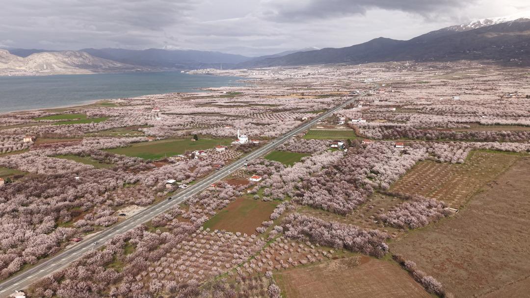 D&uuml;nyanın kayısı başkenti: Ge&ccedil;en yıl zirai dondan etkilenmişti!  2
