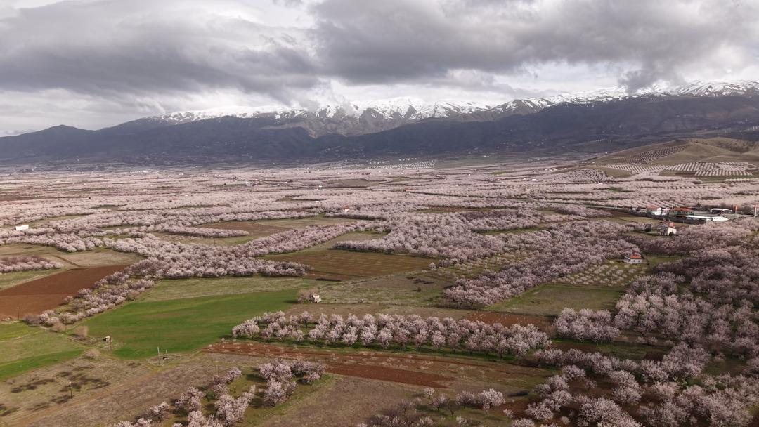 D&uuml;nyanın kayısı başkenti: Ge&ccedil;en yıl zirai dondan etkilenmişti!  1